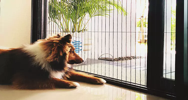 Sliding Screen Pet Door Repair in Miami Beach, FL