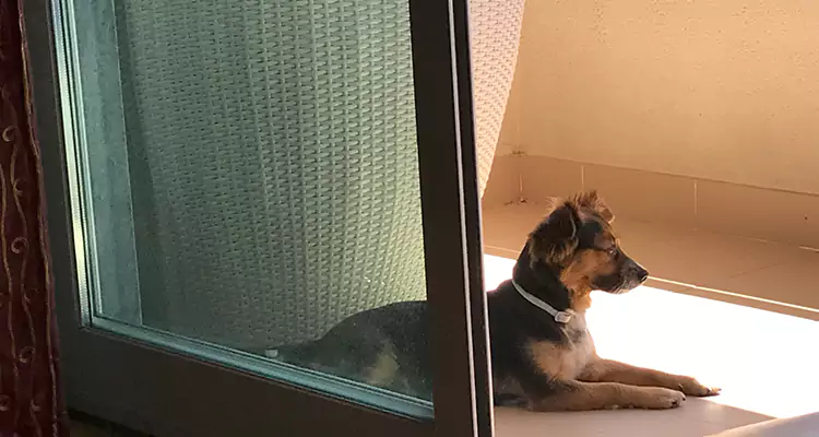 French Door Pet Screen Repair in Miami Beach, FL